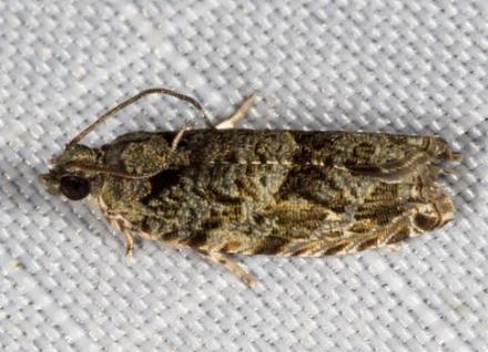 Metrioglypha phyllodes
