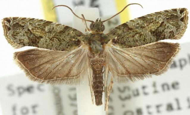 Metrioglypha phyllodes