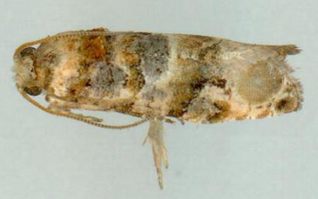 Lobesia physophora