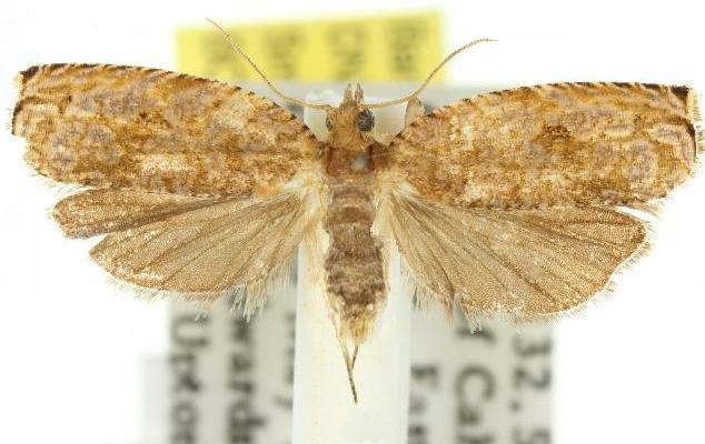 Anathamna plana