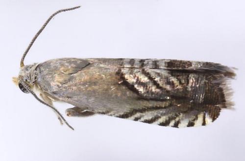 Microsarotis sanderyi