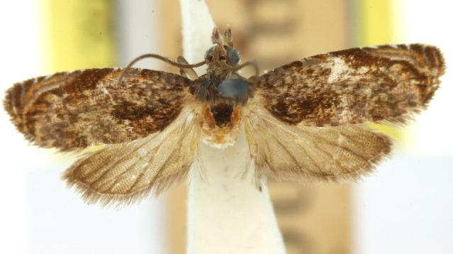 Helictophanes scambodes