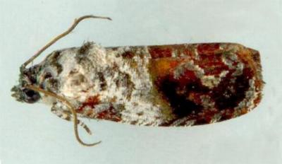 Ophiorrhabda scaristis