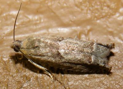 Epiblema strenuana