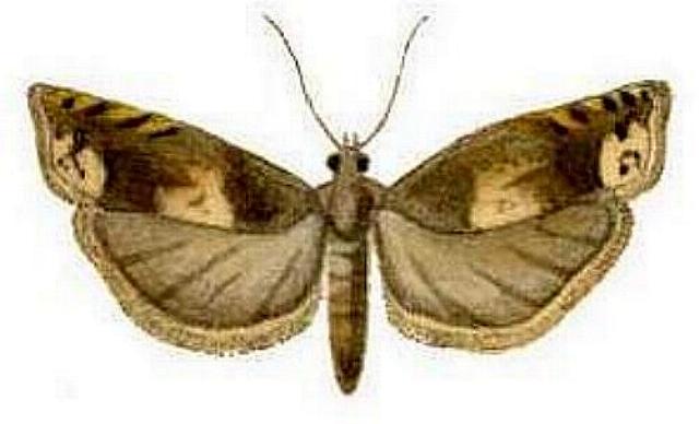 Epiblema strenuana