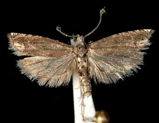 Epiblema strenuana