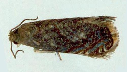 Pammenemina tetramita