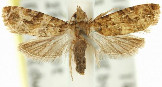 Lobesia transtrifera