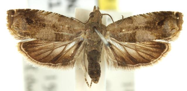 Acanthoclita trichograpta