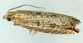 Bactra venosana