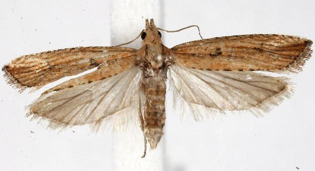 Bactra venosana