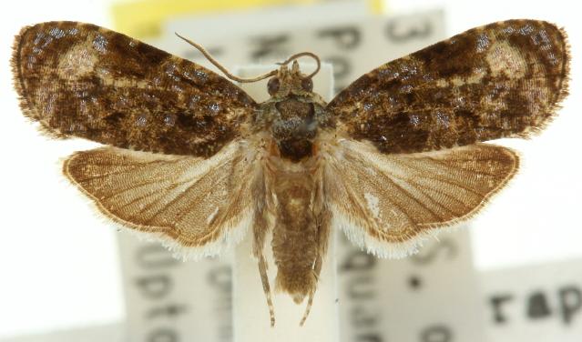 Podognatha vinculata