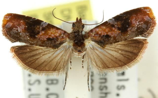 Diakonoffiana vindemians