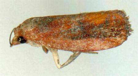 Cryptophlebia wraggae