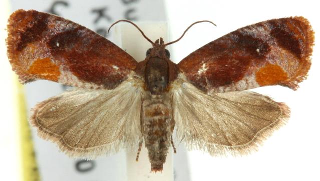 Cryptophlebia wraggae