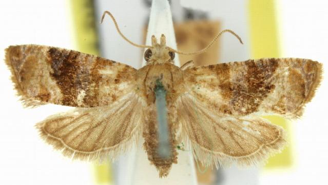 Lobesia xylistis