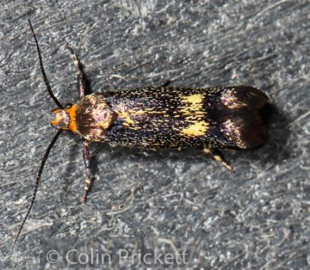 Metaphrastis acrochalca