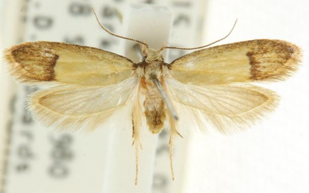 Microlocha anacampta