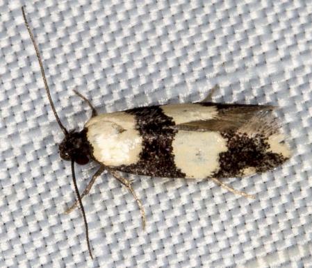 Delophanes anthracephala