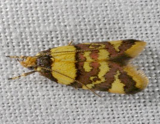 Callithauma callianthes