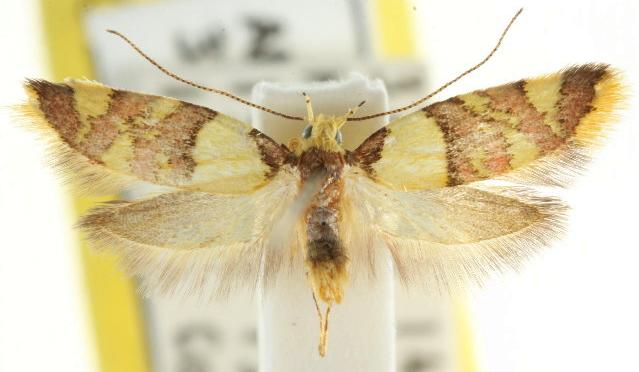 Callithauma callianthes