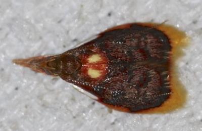 Aglaodes chionoma