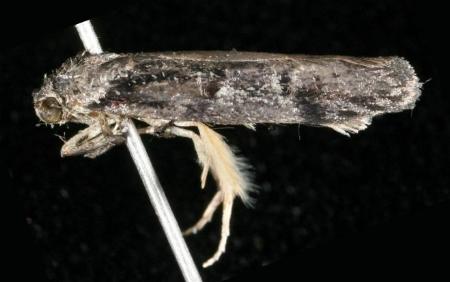 Oenochroa dinosema