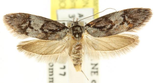 Oenochroa dinosema