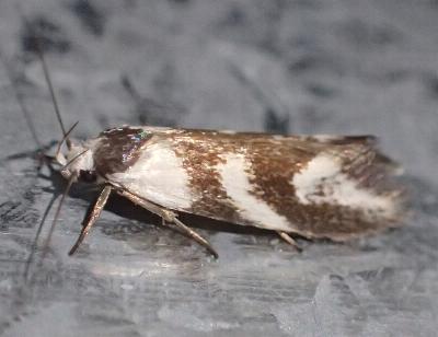 Lonchoptena episcota