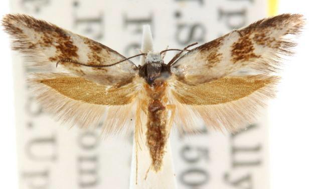 Lonchoptena episcota