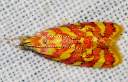 Tisobarica eranna