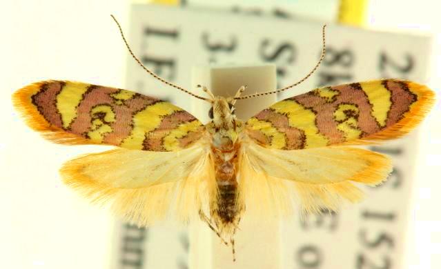 Tisobarica eranna