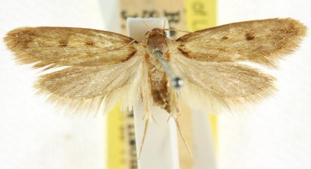 Mimobrachyoma eusema