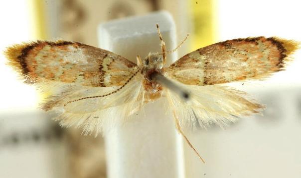 Callithauma glycera
