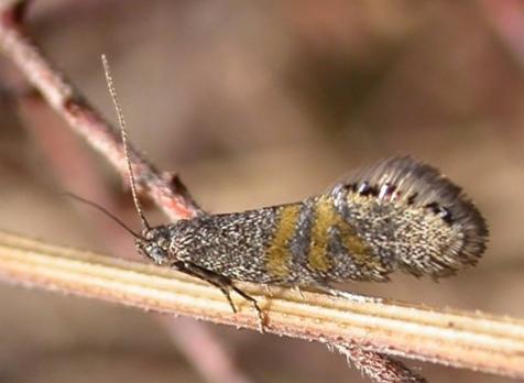 Aeolocosma iridozona