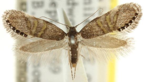 Aeolocosma iridozona