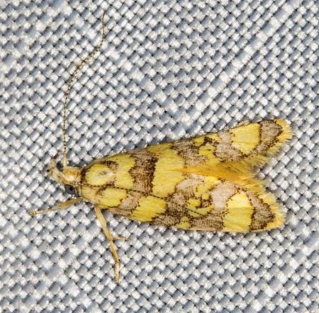 Tisobarica jucundella