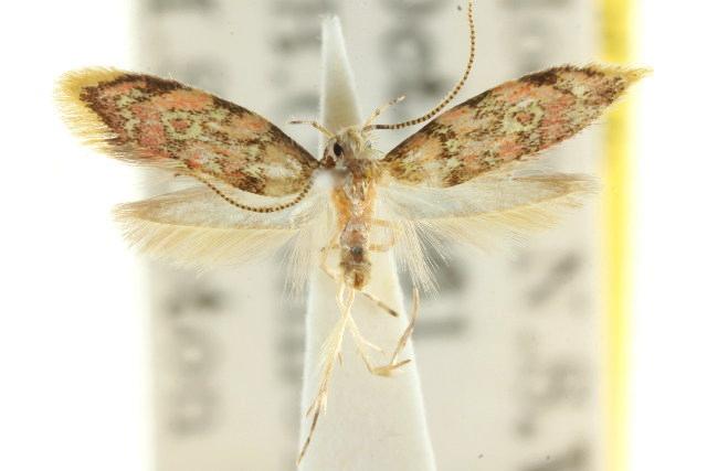Callithauma leptodoma