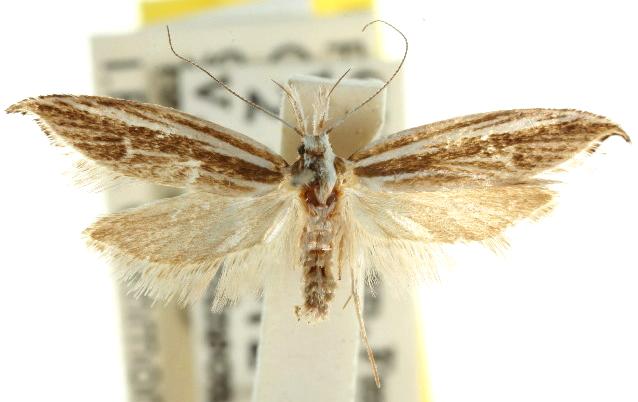 Corethropalpa melanoneura