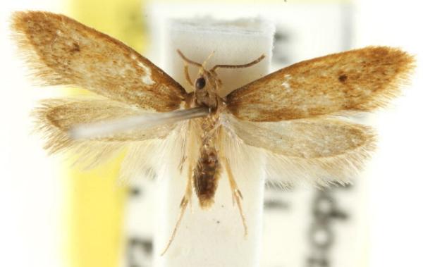 Pholeutis neolecta