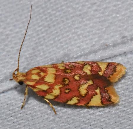 Tisobarica pyrrhella