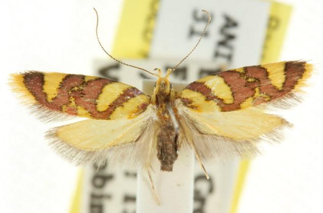 Tisobarica pyrrhella