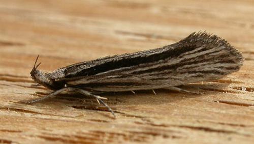 Leptosaces schistopa