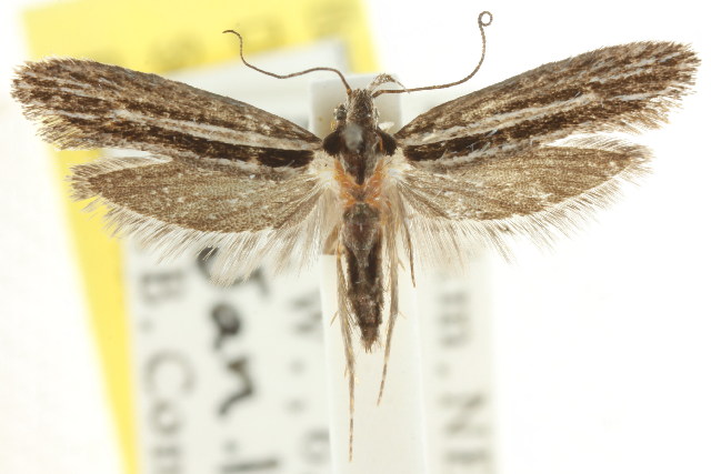 Leptosaces schistopa