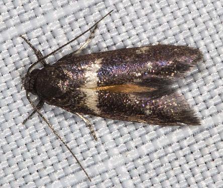 Crossophora semiota