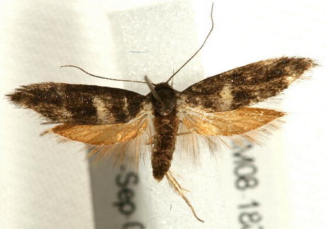 Crossophora semiota