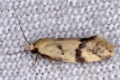 Diasceta terpnopis