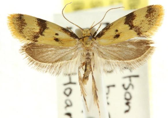 Diasceta terpnopis