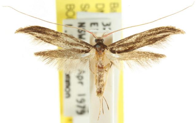 Ancistroneura thaumasia