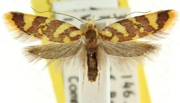 Tisobarica thyteria